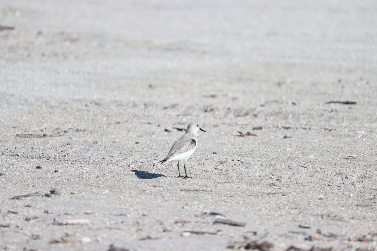 Correlimos Tridáctilo - ML644524833