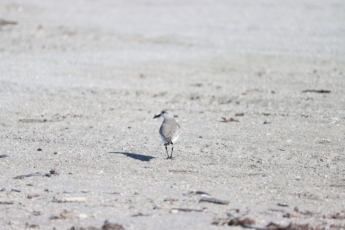 Correlimos Tridáctilo - ML644524834