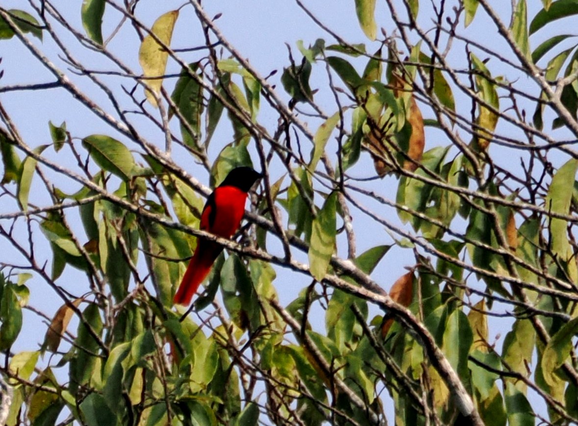 シュイロサンショウクイ - ML644524835