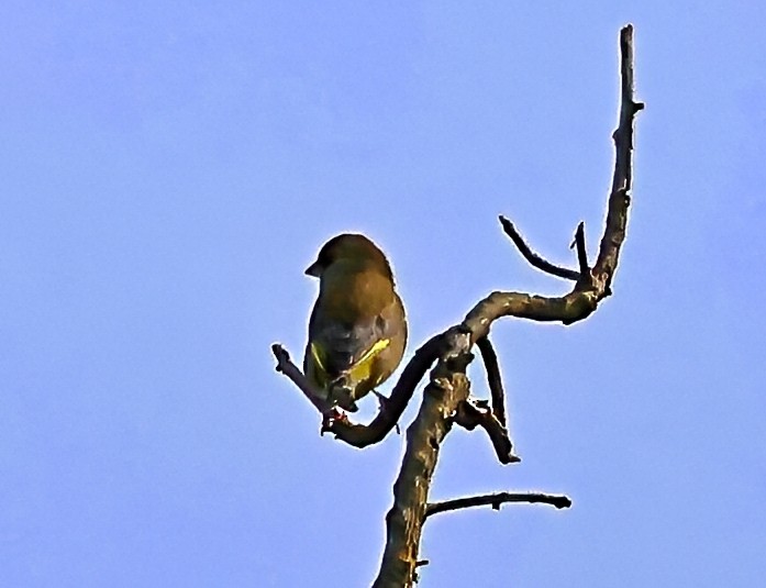 Verdier d'Europe - ML644524836