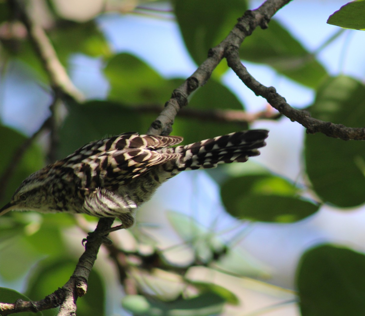 spraglesmett - ML644524838