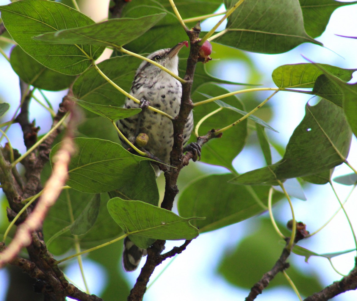 spraglesmett - ML644524839