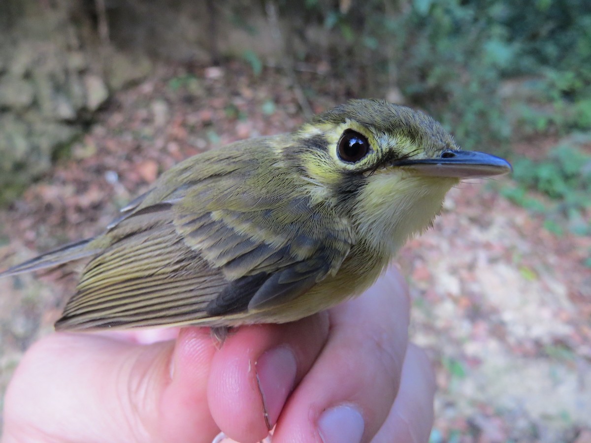 White-throated Spadebill - ML644524841