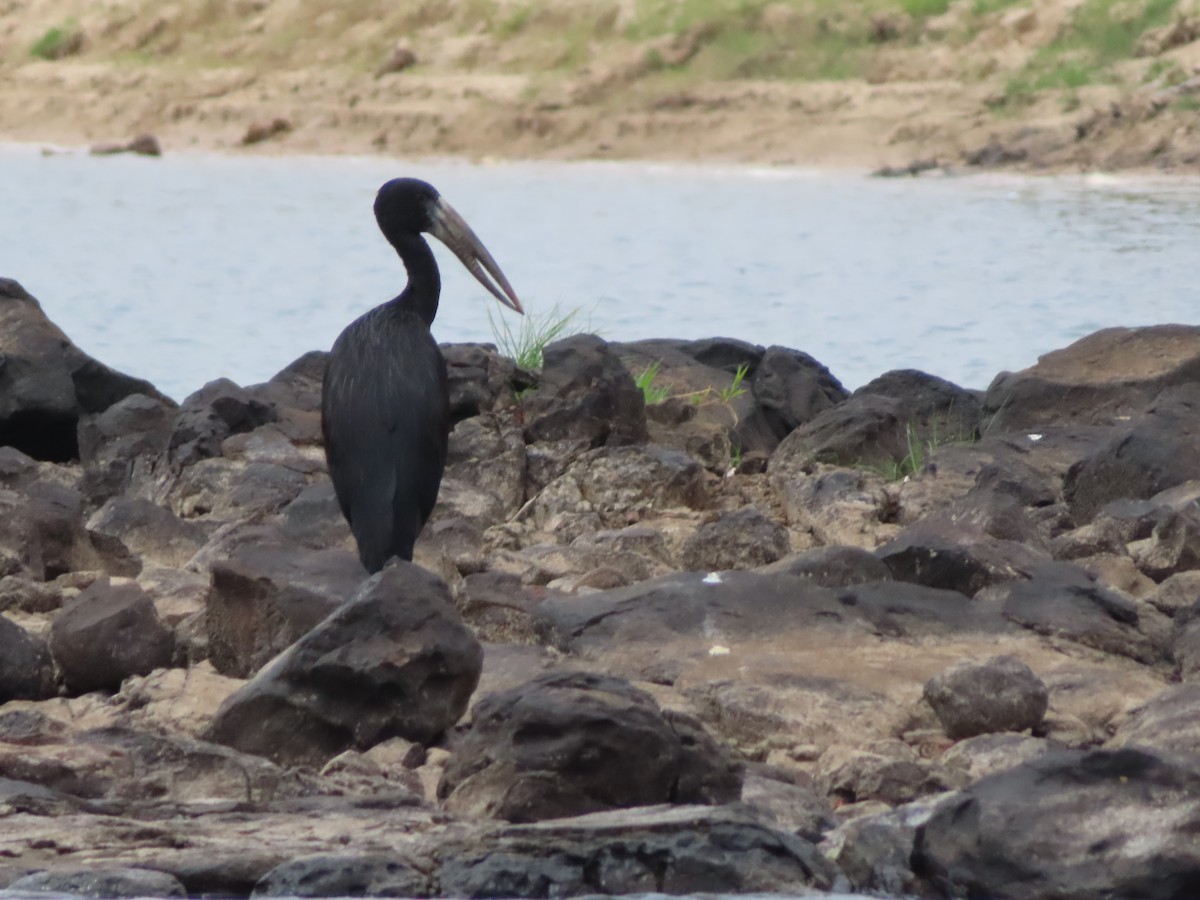 Matxardamoko beltza - ML644524842