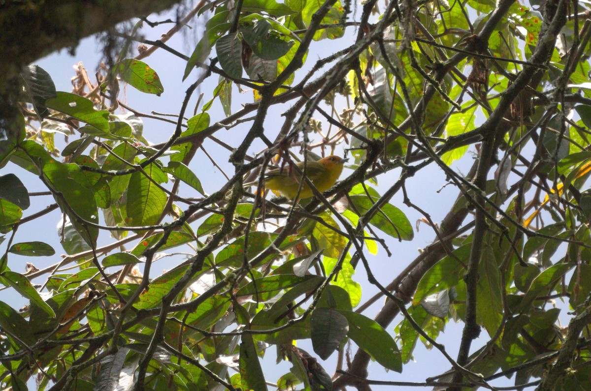 Rust-and-yellow Tanager - ML644524844