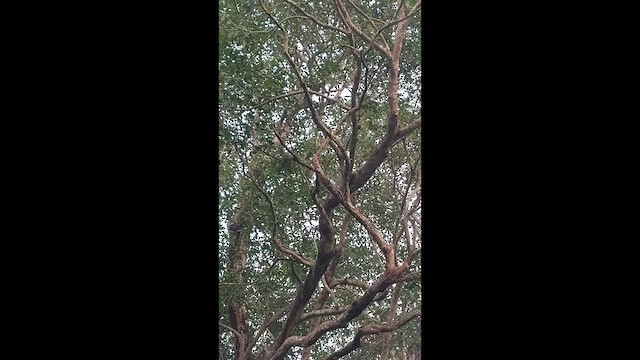 strakapoud šedočelý - ML644524847