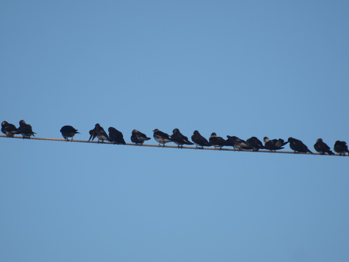 Brown-chested Martin - ML644524849