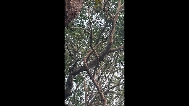 strakapoud šedočelý - ML644524850