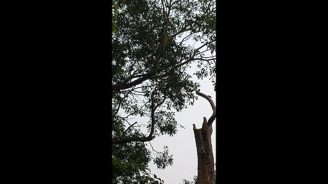 strakapoud šedočelý - ML644524851