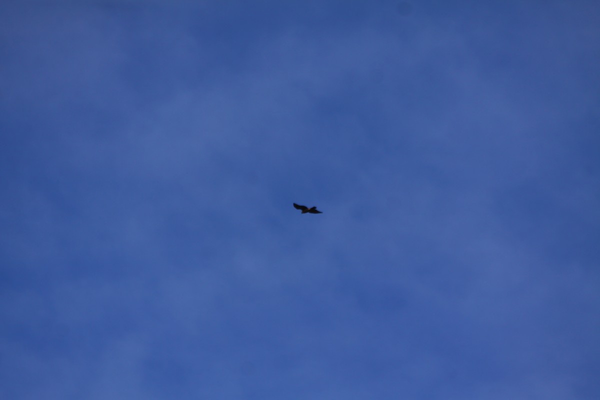 Astore - ML644524852