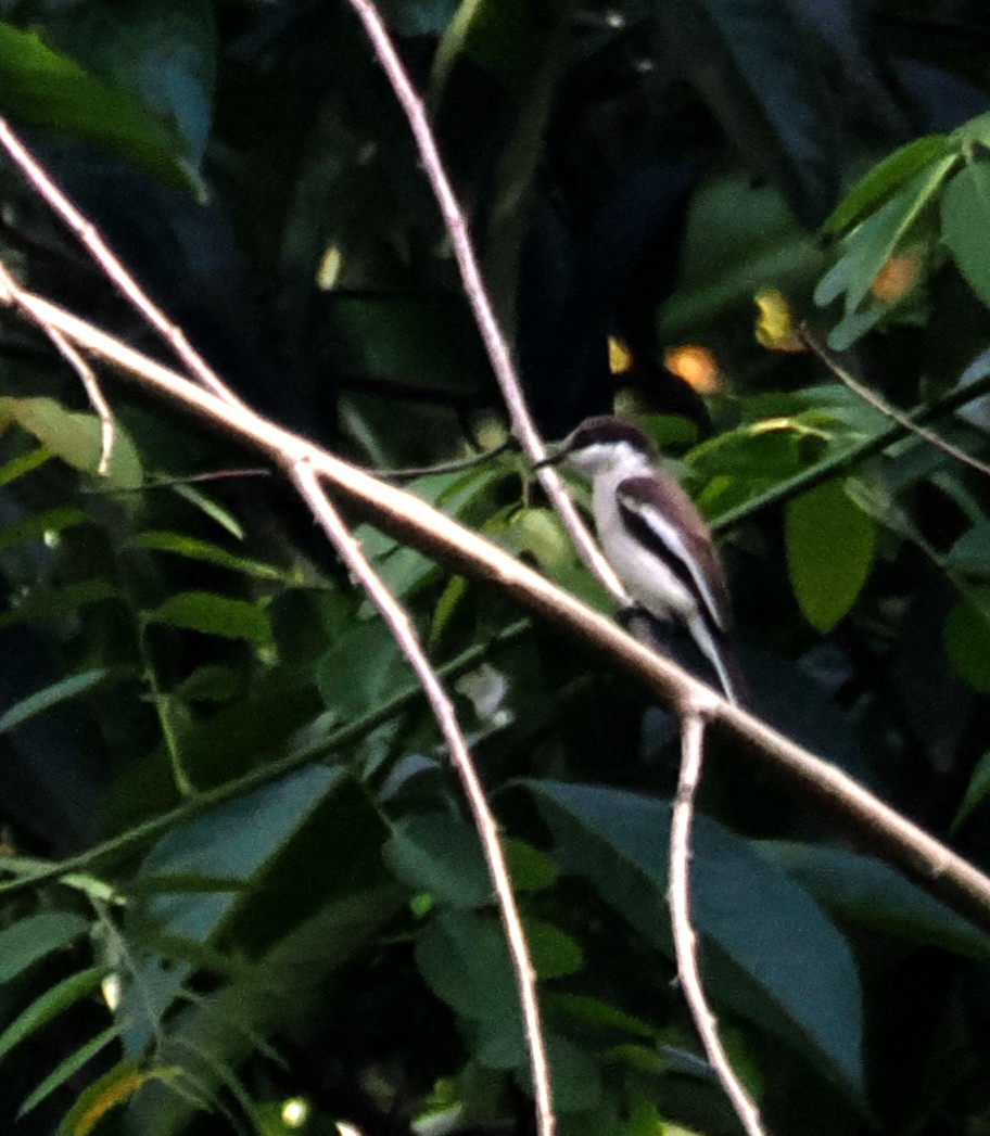 Bar-winged Flycatcher-shrike - ML644524854