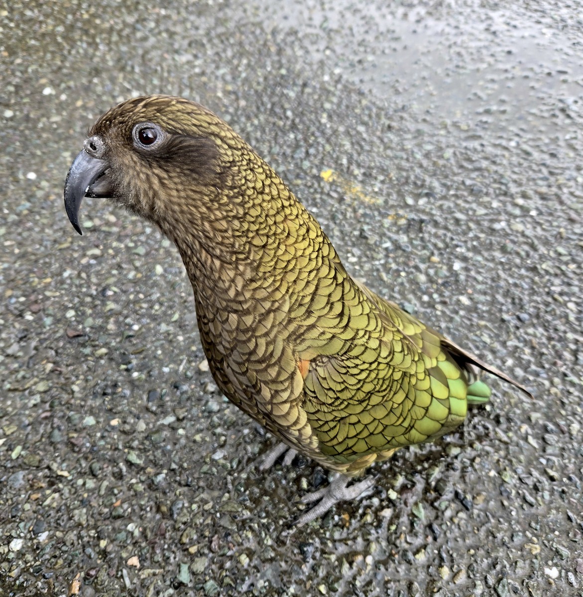 kea - ML644524856