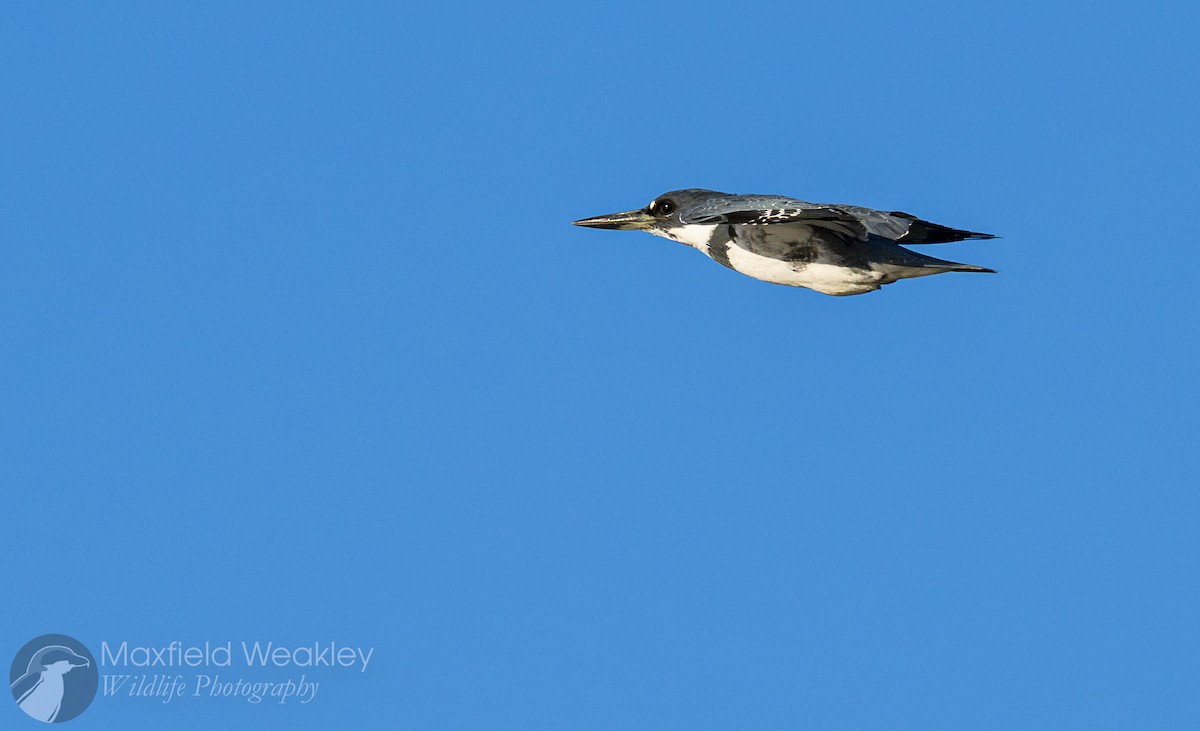 Belted Kingfisher - Maxfield Weakley