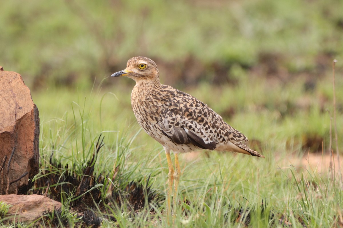 Лежень плямистий - ML644524875