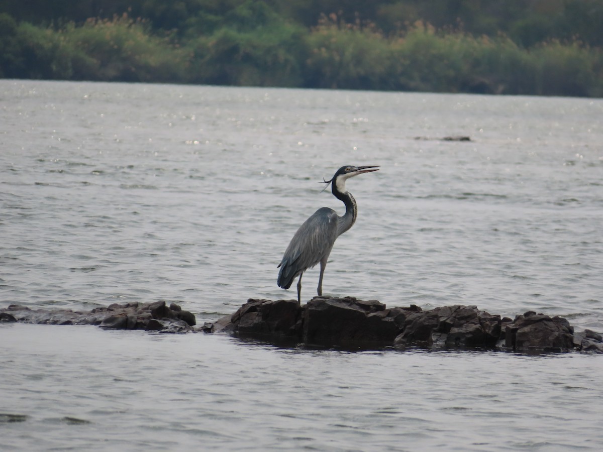 Black-headed Heron - ML644524883