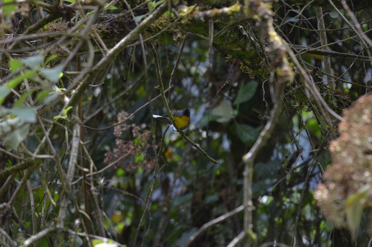 Slate-throated Redstart - ML644524884