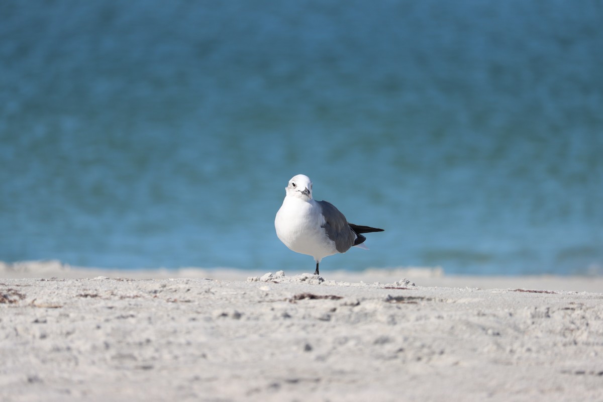 Gaviota Guanaguanare - ML644524885