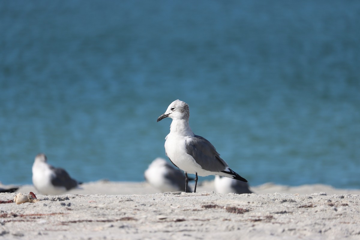 Gaviota Guanaguanare - ML644524886