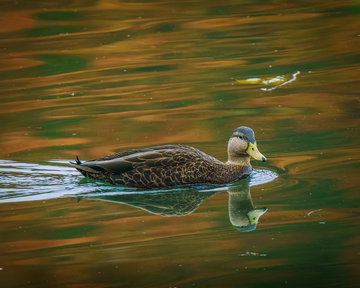 rødfotand - ML644524887