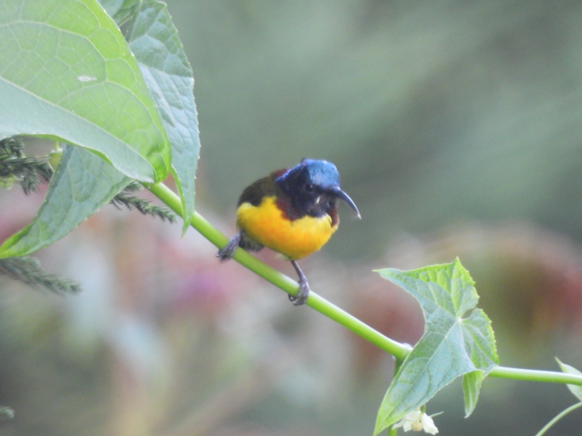 Green-tailed Sunbird - ML644524888