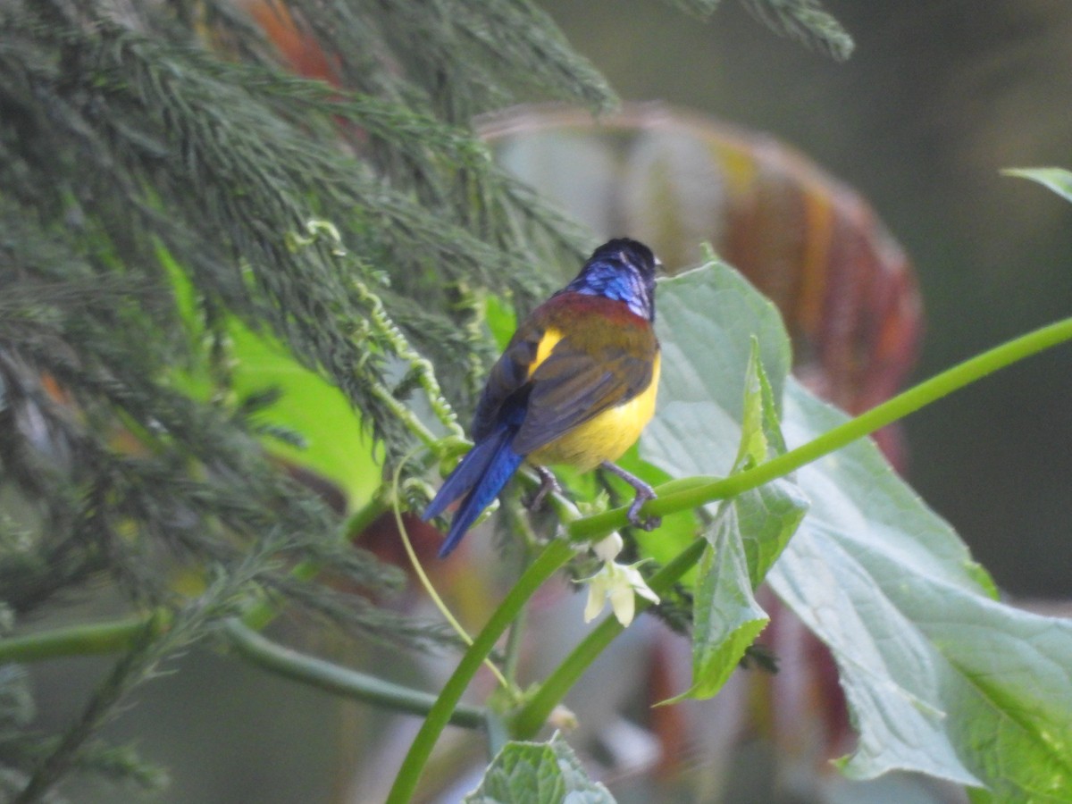 Green-tailed Sunbird - ML644524889
