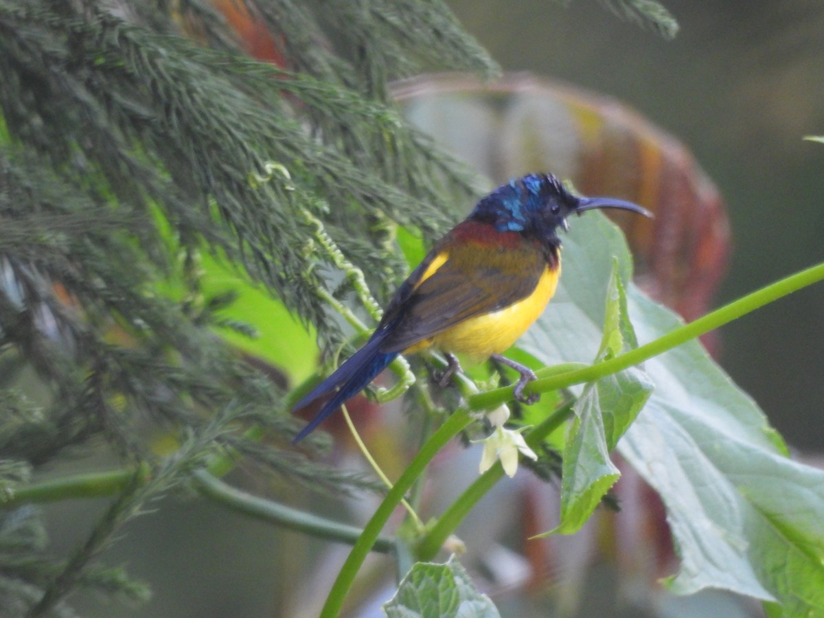 Green-tailed Sunbird - ML644524890