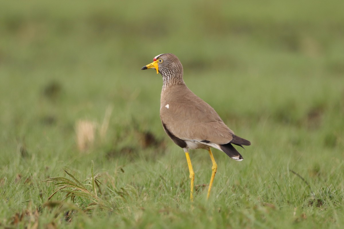 Wattled Lapwing - Herman Viviers