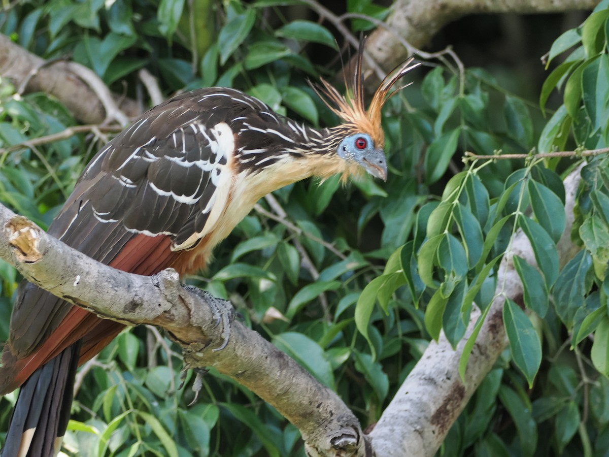 Hoatzin - ML644524893