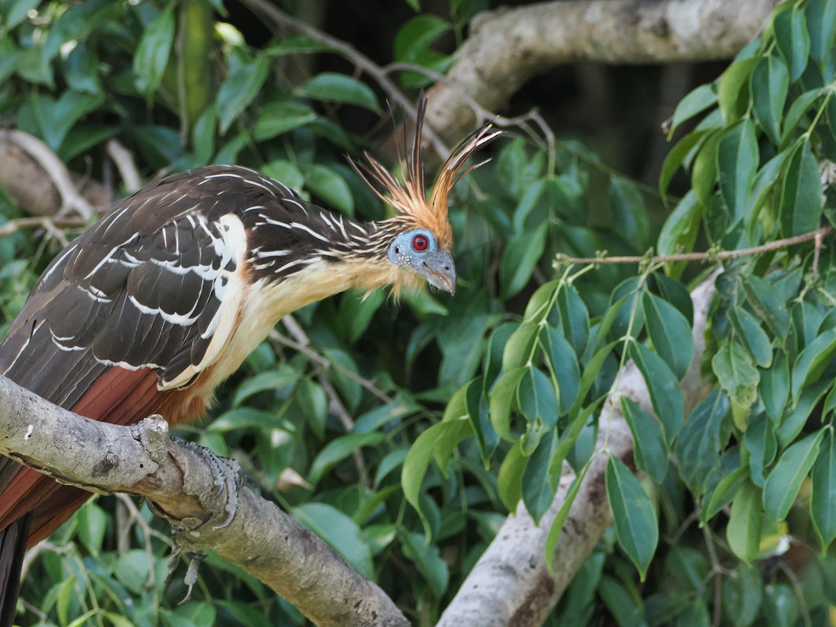 Hoatzin - ML644524894