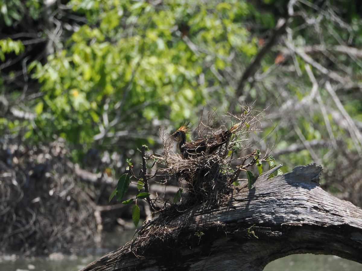 Hoatzin - ML644524895
