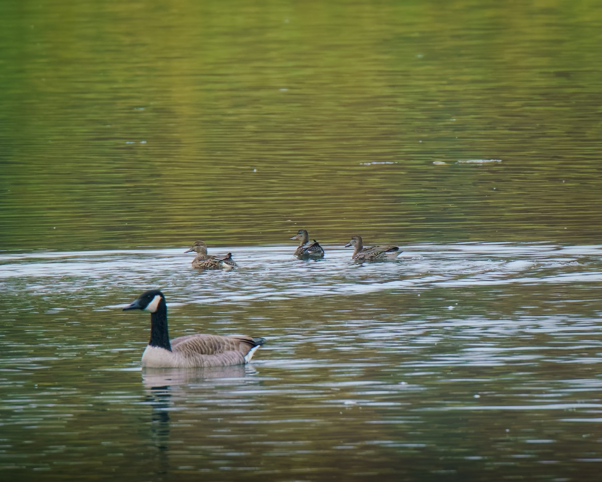 krikkand - ML644524899