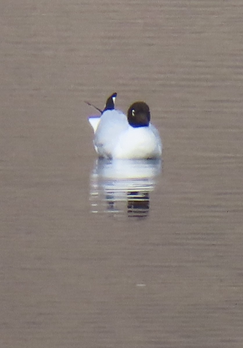 Andean Gull - ML644524906