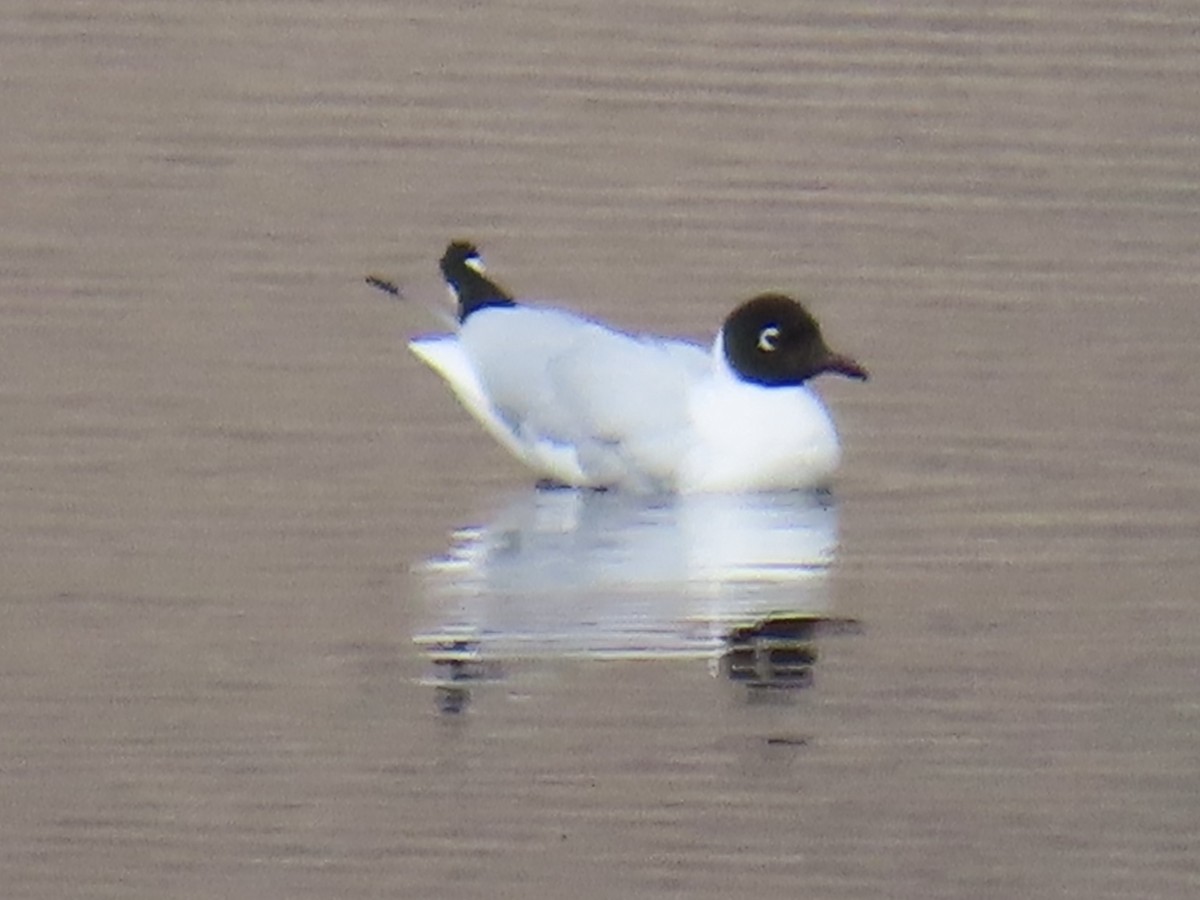 Andean Gull - ML644524908