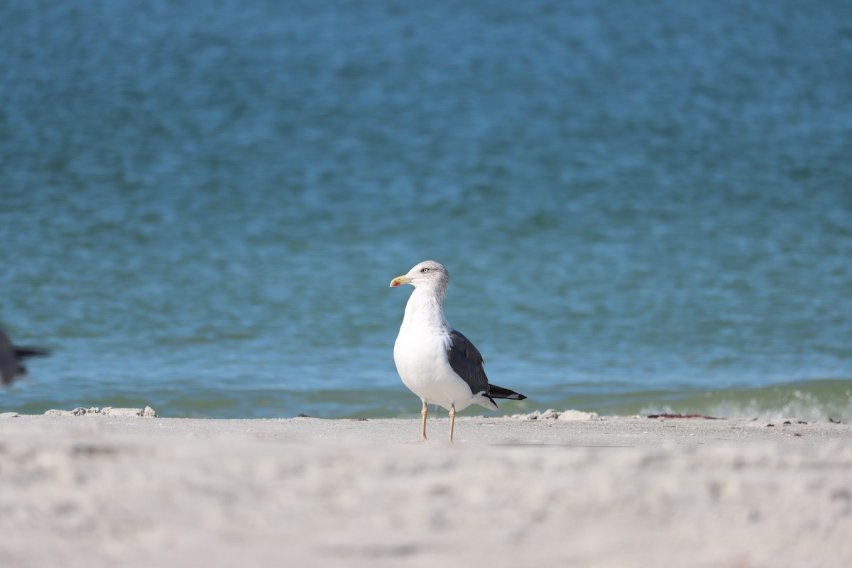 Gaviota Sombría - ML644524910