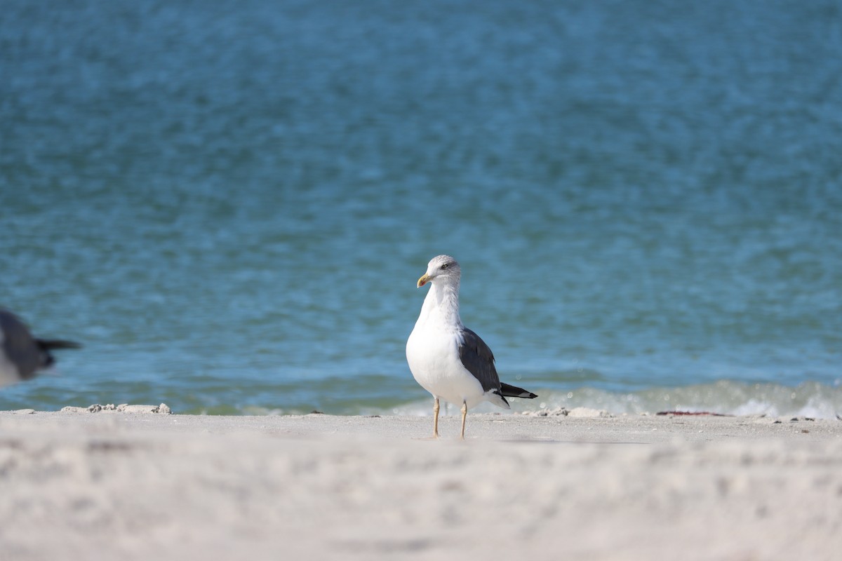 Gaviota Sombría - ML644524911
