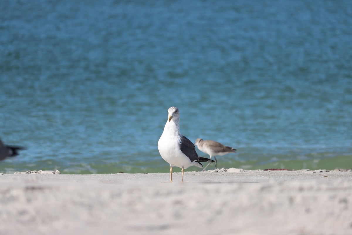 Gaviota Sombría - ML644524912
