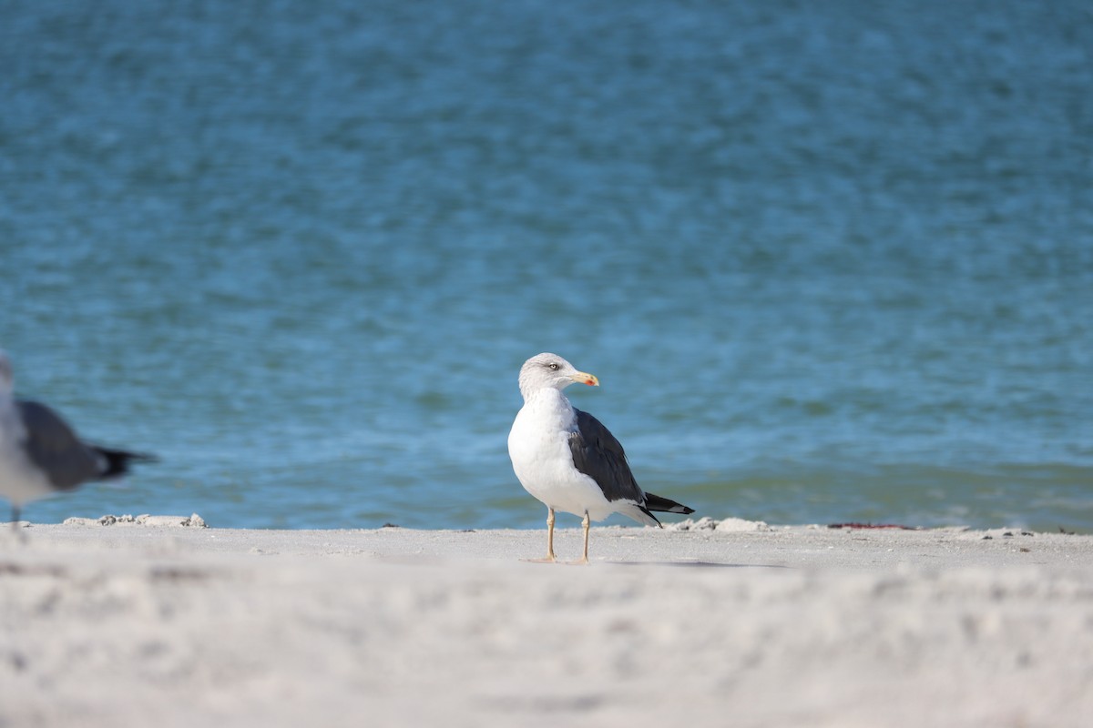 Gaviota Sombría - ML644524913