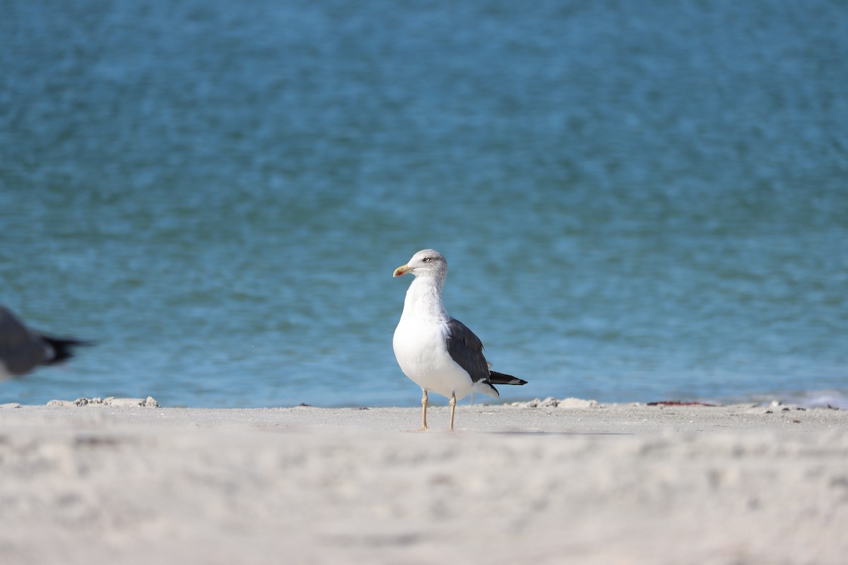 Gaviota Sombría - ML644524914
