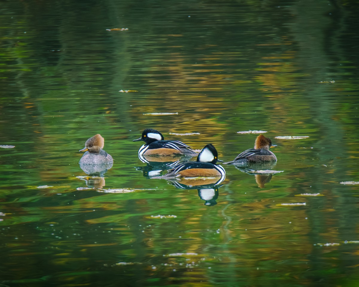 hjelmfiskand - ML644524920