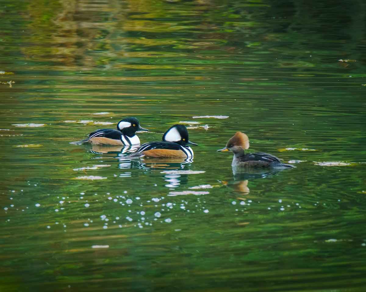 hjelmfiskand - ML644524921