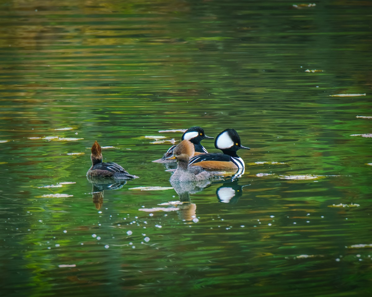 hjelmfiskand - ML644524922