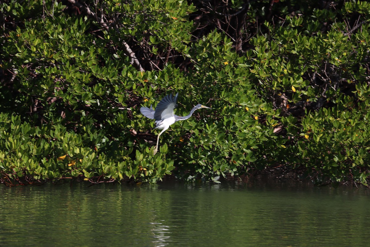 Garceta Tricolor - ML644524926