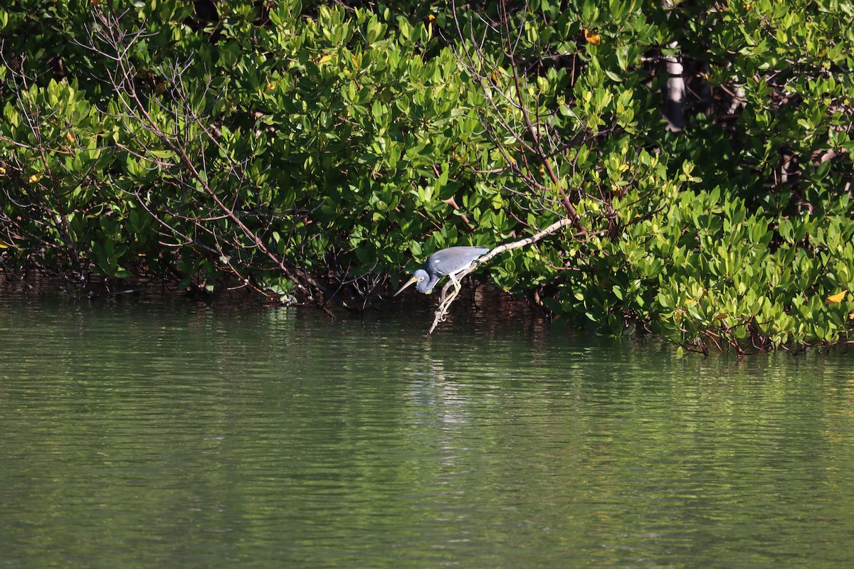 Garceta Tricolor - ML644524927