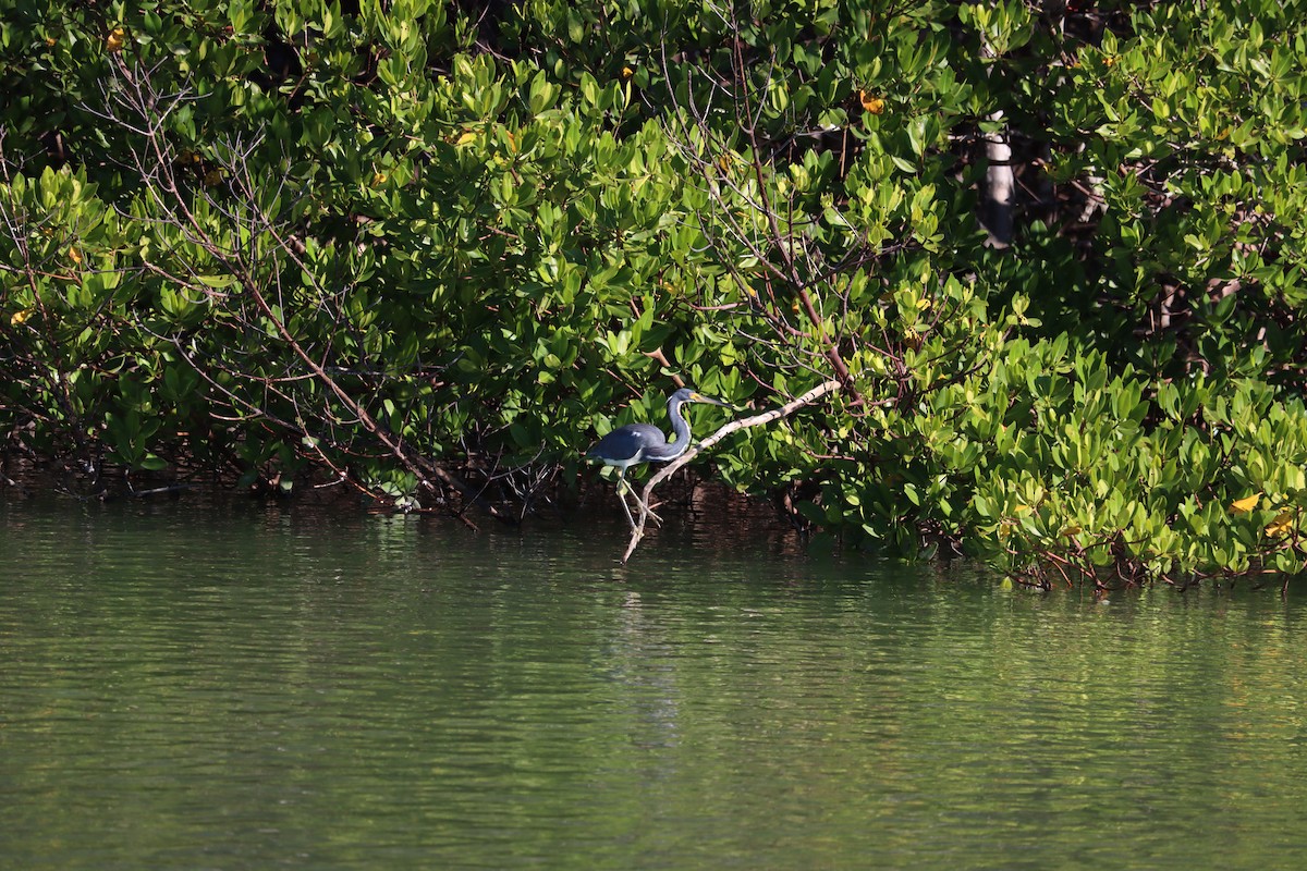 Garceta Tricolor - ML644524928