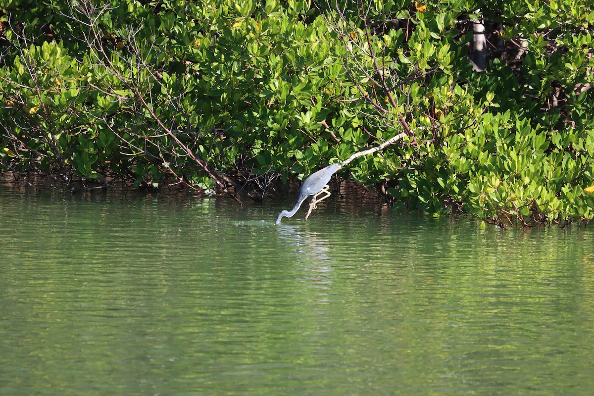 Garceta Tricolor - ML644524929