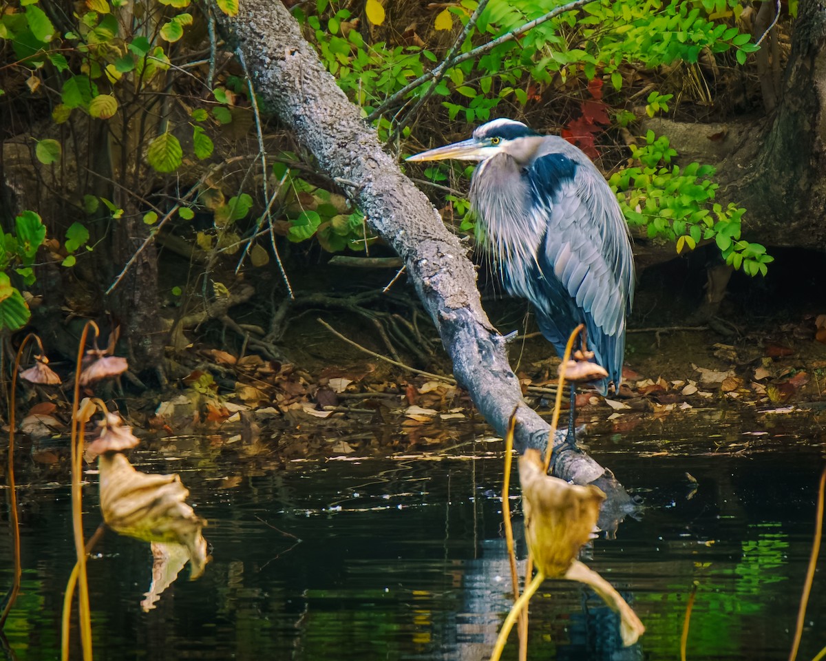 herodiashegre - ML644524930