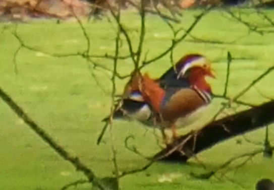 Mandarin Ördeği - ML644524947