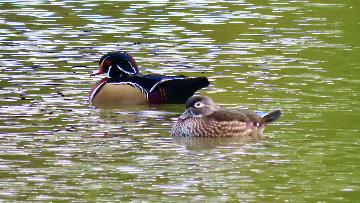 美洲鴛鴦 - ML644524953