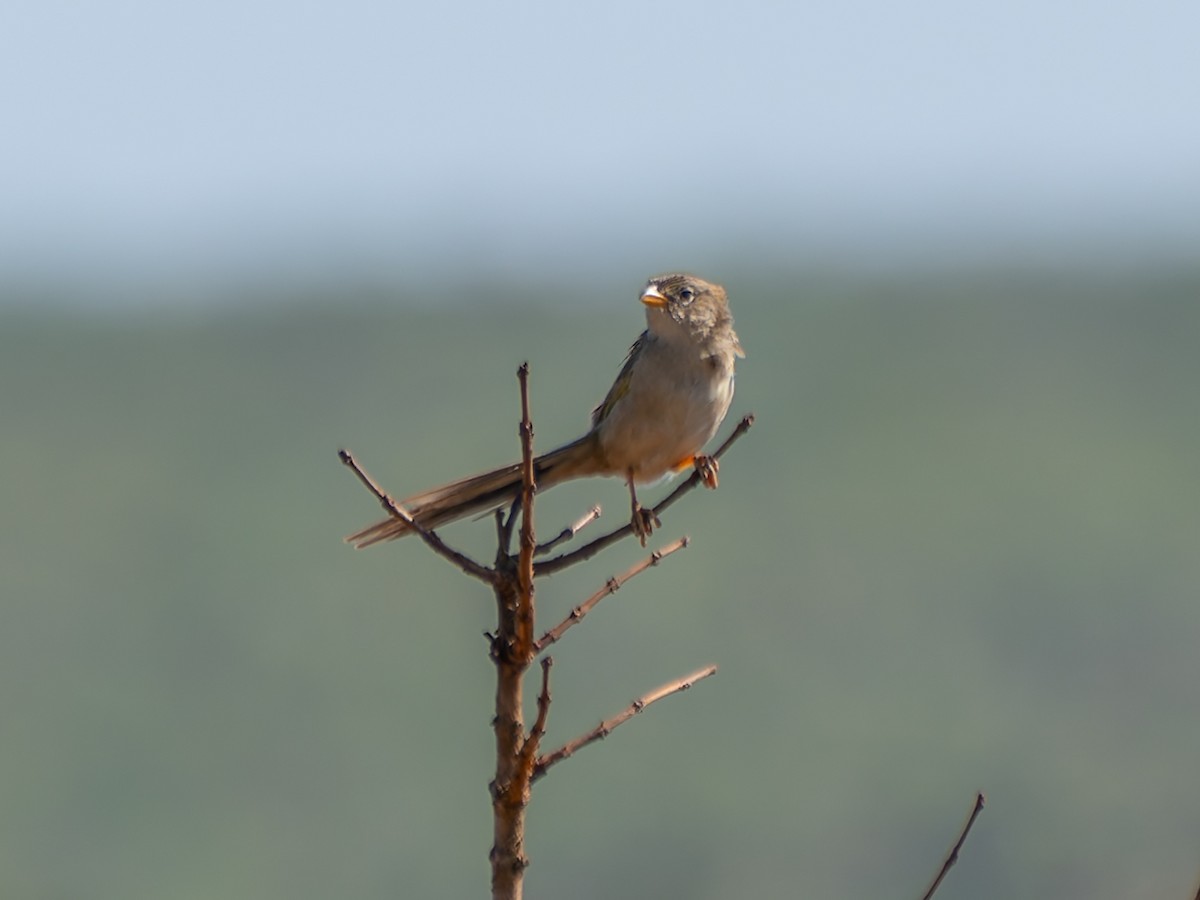 Трав’янець гострохвостий - ML644524956