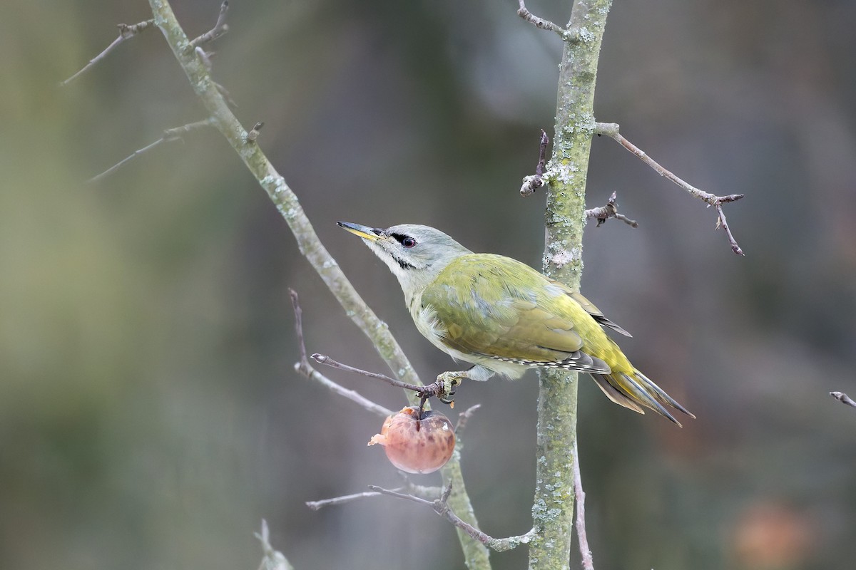 Pic cendré - ML644524957